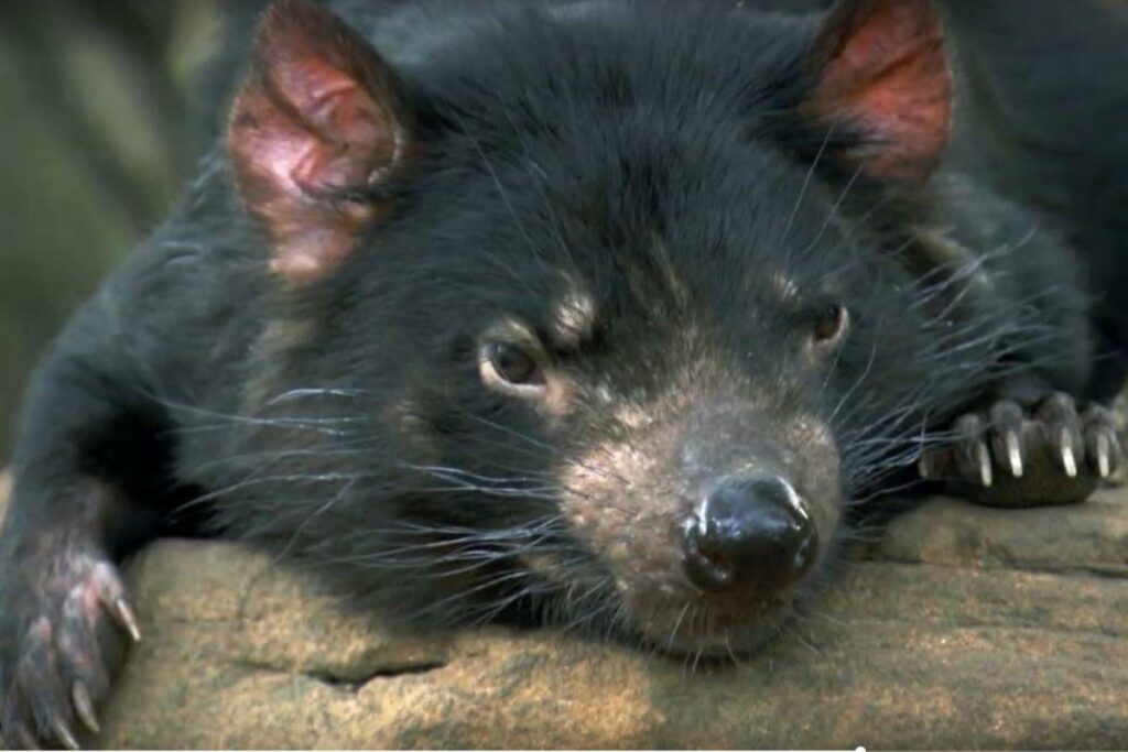 Filhotes de diabo-da-tasmânia nasceram na última terça-feira