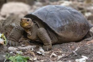 Tartaruga considerada extinta há um século é encontrada nas Ilhas Galápagos