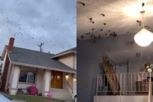 Os pássaros entraram pela chaminé da casa