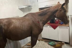 Cavalo cai de telhado e vai parar em cozinha