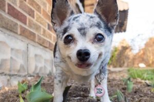 Após Lu perder peso, ela começou a passar pelas grades do portão e assustar a mãe humana!