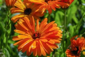 Baby Creme de Calêndula, Weleda