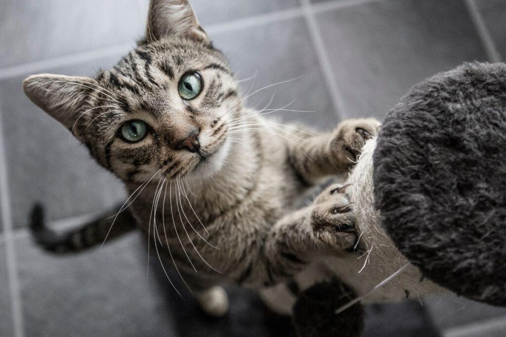 Mulher compartilha dica para que gatos parem de te atrapalhar no Home Office