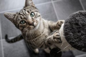 Mulher compartilha dica para que gatos parem de te atrapalhar no Home Office