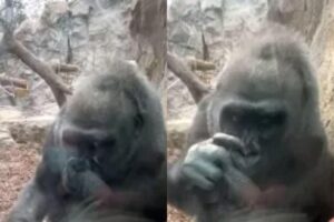 A gorila interagiu com o recém-nascido por trás do vidro