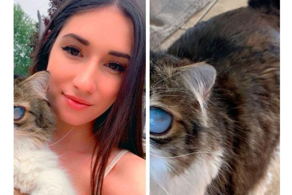 Gato cego com olhos enormes conquista coração dos internautas após viralizar no TikTok