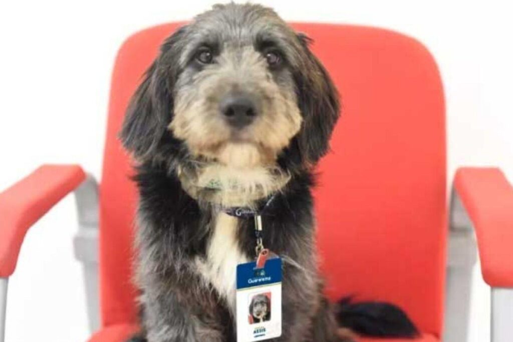 Assis virou um funcionário do CAPS de Guararema