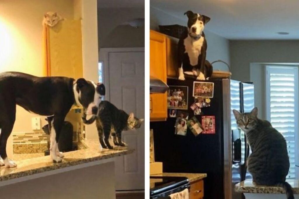 Pit bull é adotado por família que tem gatos e passa a agir como um