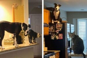 Pit bull é adotado por família que tem gatos e passa a agir como um