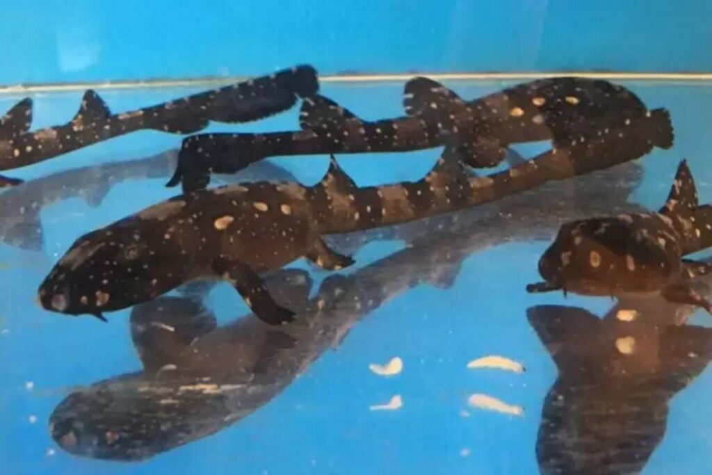 Quase 100 filhotes de tubarão ameaçado de extinação nascem por inseminação artificial