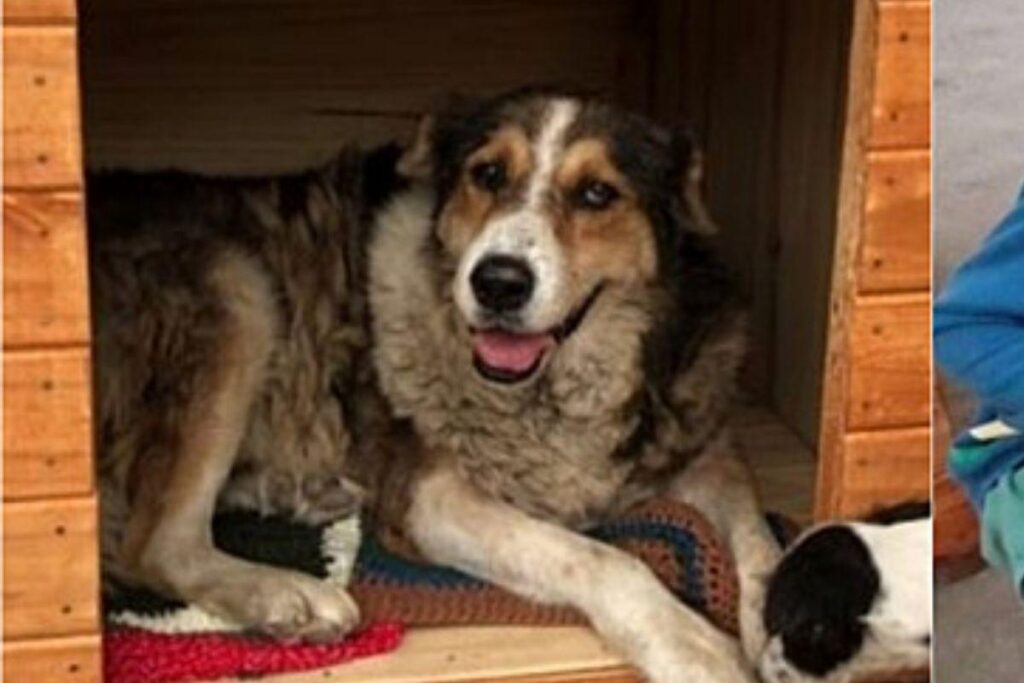 Criança adota cachorro idoso