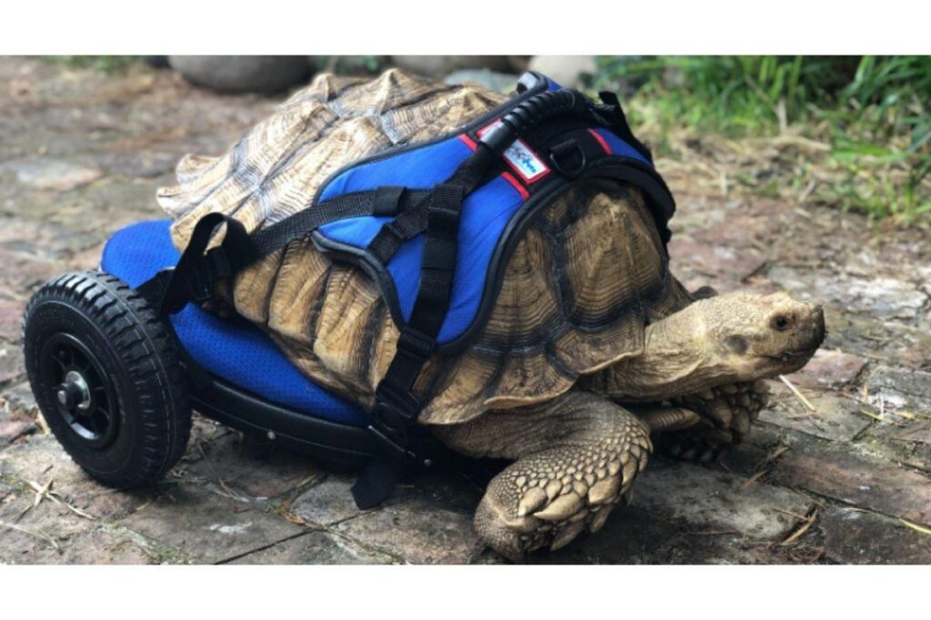 Vídeo publicado no instagram da Walkin Pets mostra o antes e depois da tartaruga que recebeu a cadeira de rodas