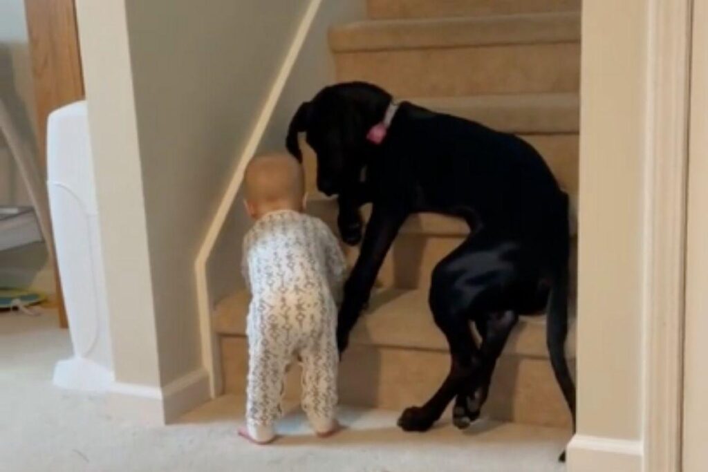 Mãe mostra cadela protegendo bebê de 11 meses de subir as escadas sozinho