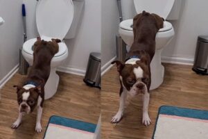 Dinário é da raça boston terrier