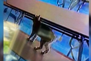 Escola é evacuada após lince ser confundido com gato