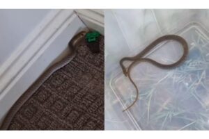 A mãe capturou e libertou uma serpente venenosa escondida no brinquedo do filho