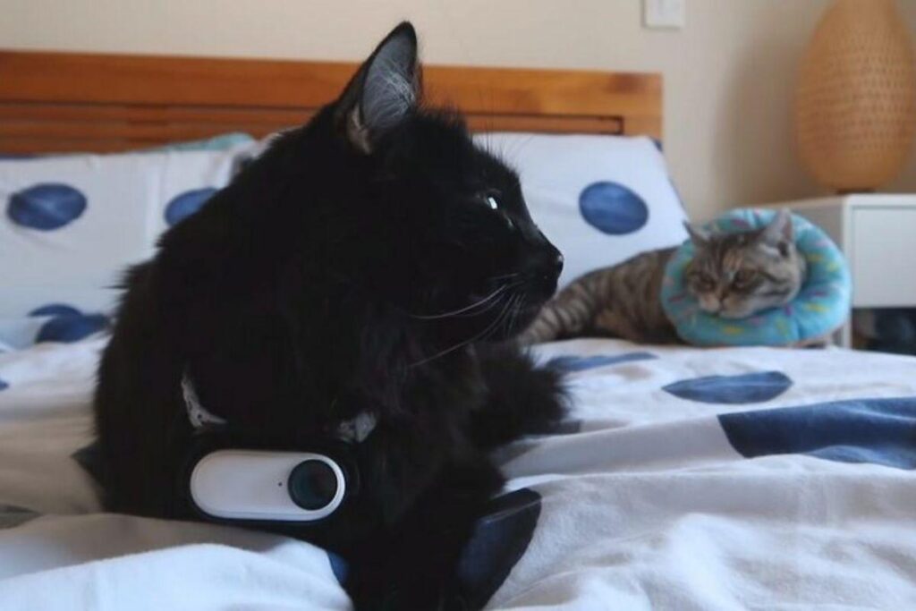 Ele decidiu descobrir o que o gato aprontava enquanto estava sozinho