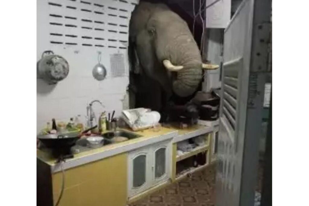 Visita surpresa! Elefante invade casa na Tailândia à procura de comida