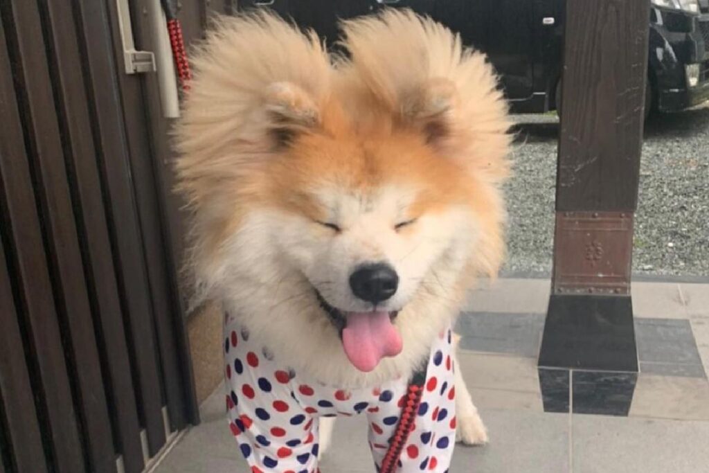 Junto de sua tutora, Bob faz muito sucesso com cabeça em formato de coração