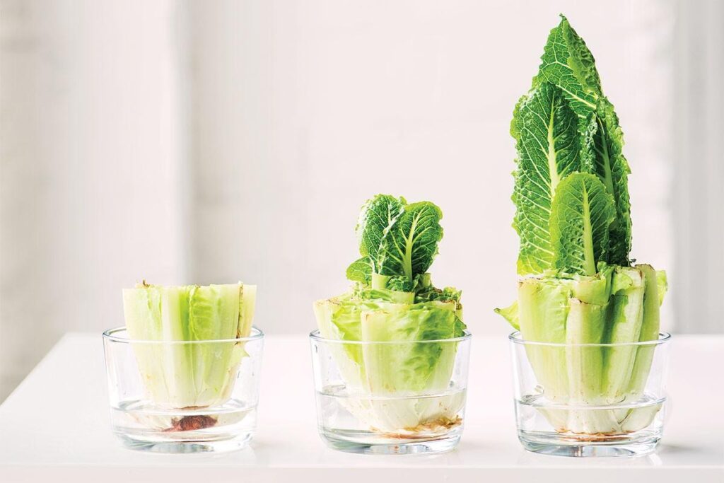 As crianças podem acompanhar o desenvolvimento das plantas através de experimentos