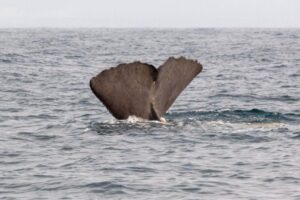 Pescadores encontram tesouro em barriga de baleia