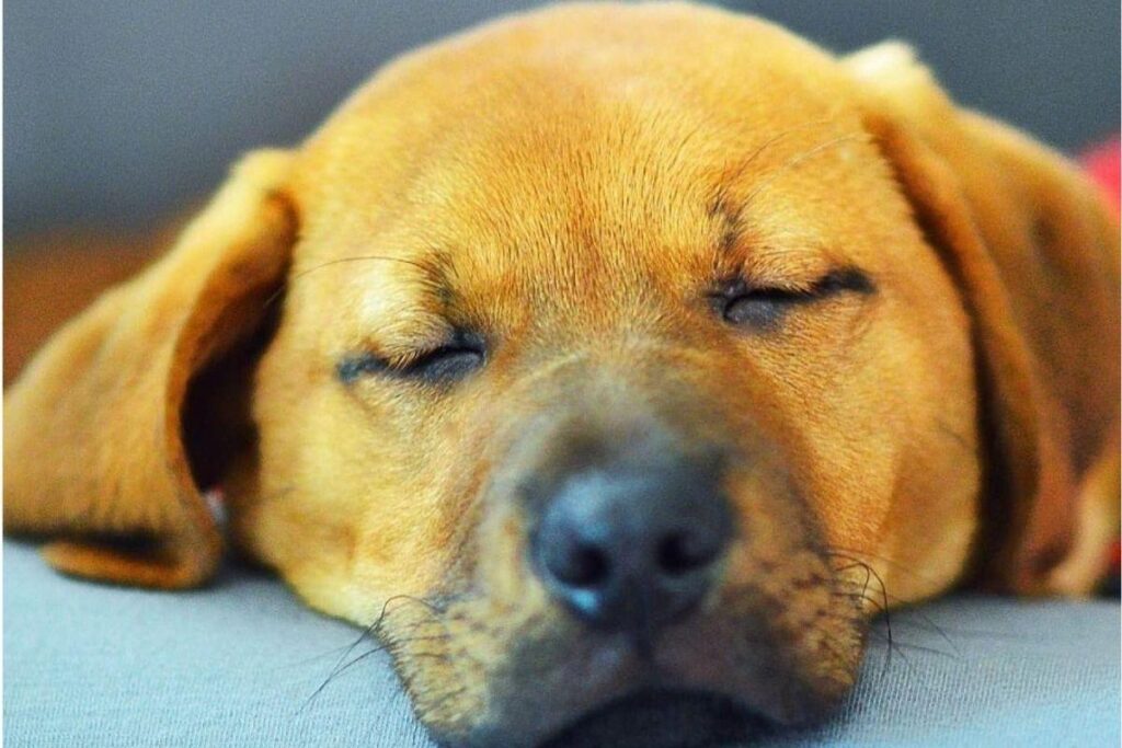 Myko foi adotado por um casal dos Estados Unidos