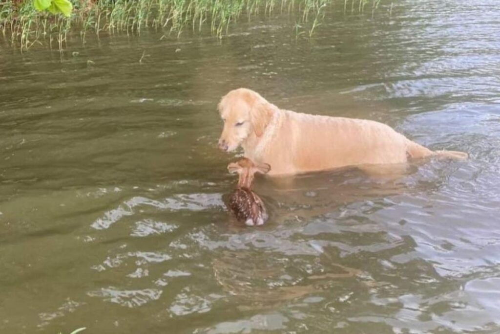 Cachorro salva o cervo do afogamento e história faz sucesso online