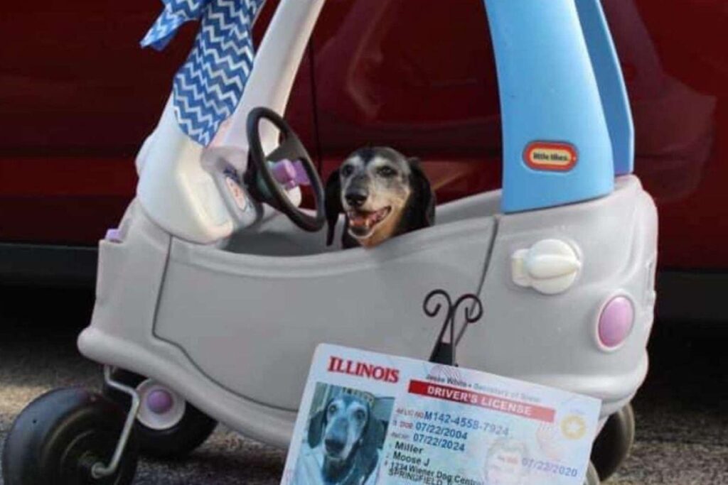 Moose comemorando o aniversário de 16 anos