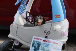 Moose comemorando o aniversário de 16 anos