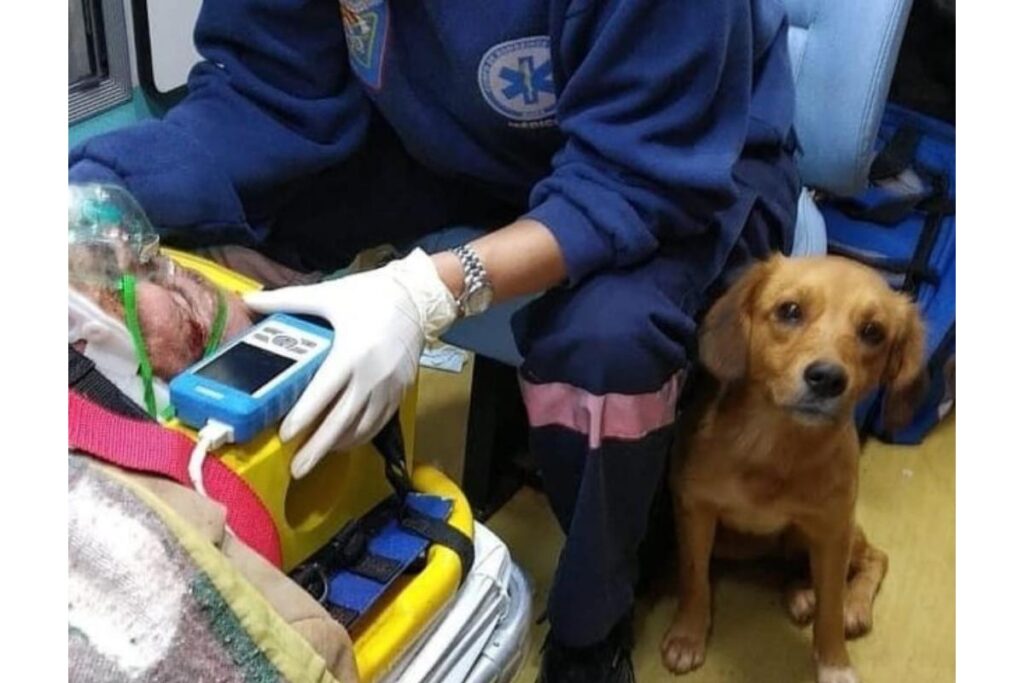 A foto do momento foi publicada nas redes sociais do corpo do bombeiros que realizou o atendimento