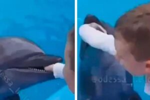 Vídeo mostra golfinho saltando da água e mordendo mão de criança em aquário