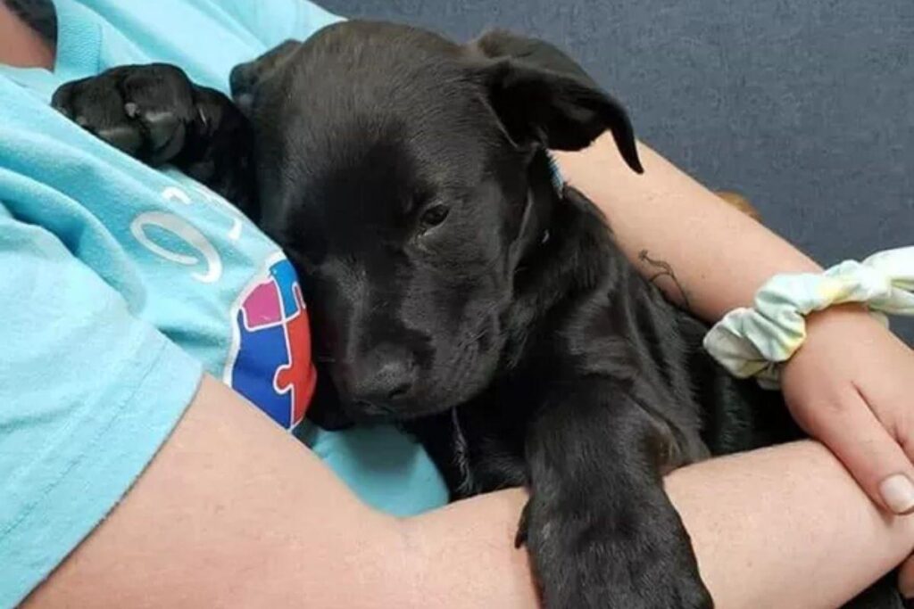 Menino vende cards para salvar cachorro