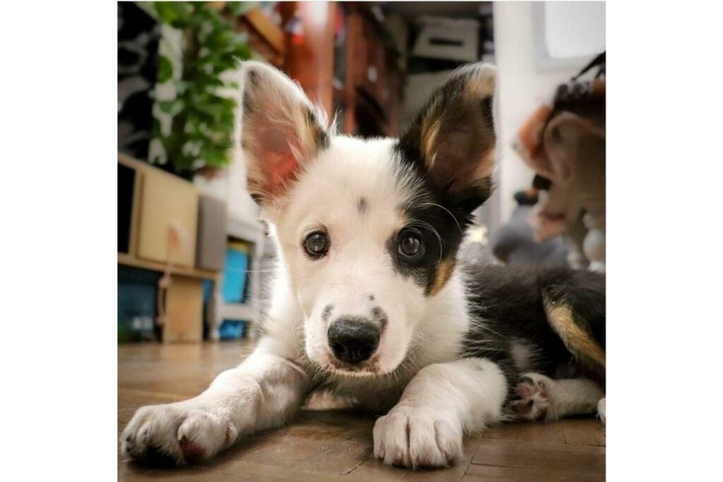 Estudos provam que cães são tão inteligentes quanto crianças pequenas
