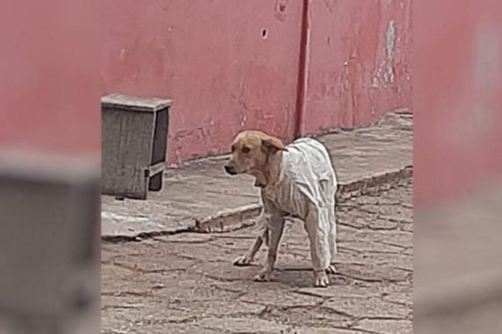 Jovem agasalha cachorro na rua