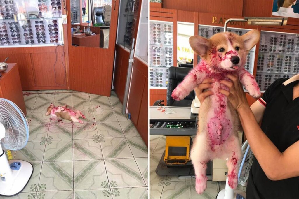 Gody, o cachorro, todo lambuzado