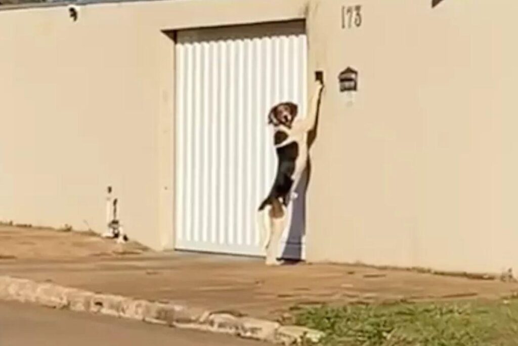 A família de Faísca até chegou a acreditar que poderia ser um fantasma