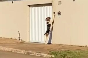 A família de Faísca até chegou a acreditar que poderia ser um fantasma