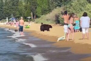 Família de ursos aproveita dia ensolarado em lago nos EUA sem se importar com a presença de humanos