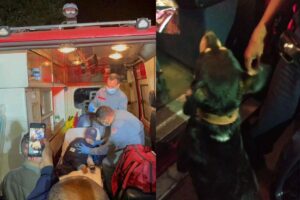 O cachorro ajudou a encontrar o menino com latido