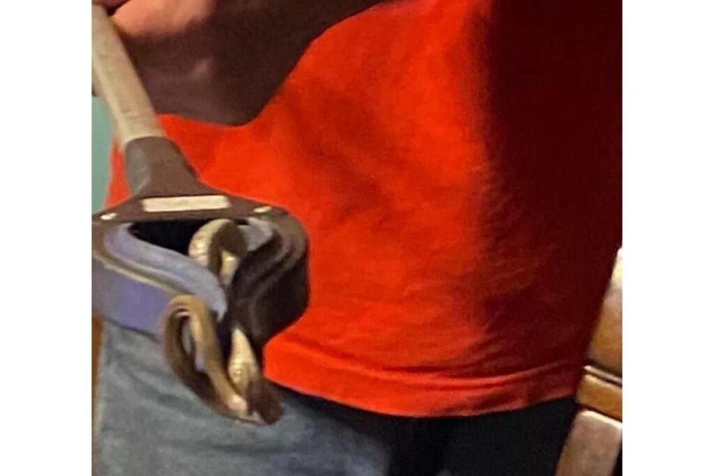 Eram 17 filhotes com a cobra fêmea e adulta