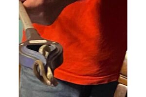 Eram 17 filhotes com a cobra fêmea e adulta