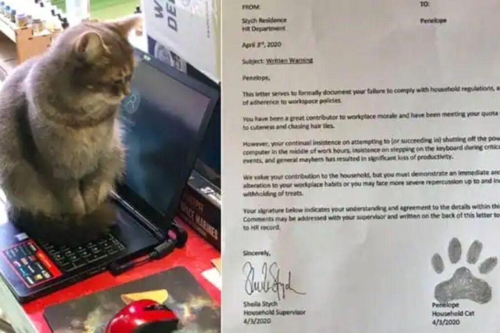 Para descontrair um pouco e dar um aviso à uma das gatas da família, Andrew Stych resolveu mandar um aviso em nome do RH por escrito