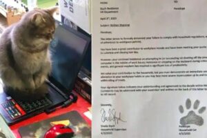 Para descontrair um pouco e dar um aviso à uma das gatas da família, Andrew Stych resolveu mandar um aviso em nome do RH por escrito