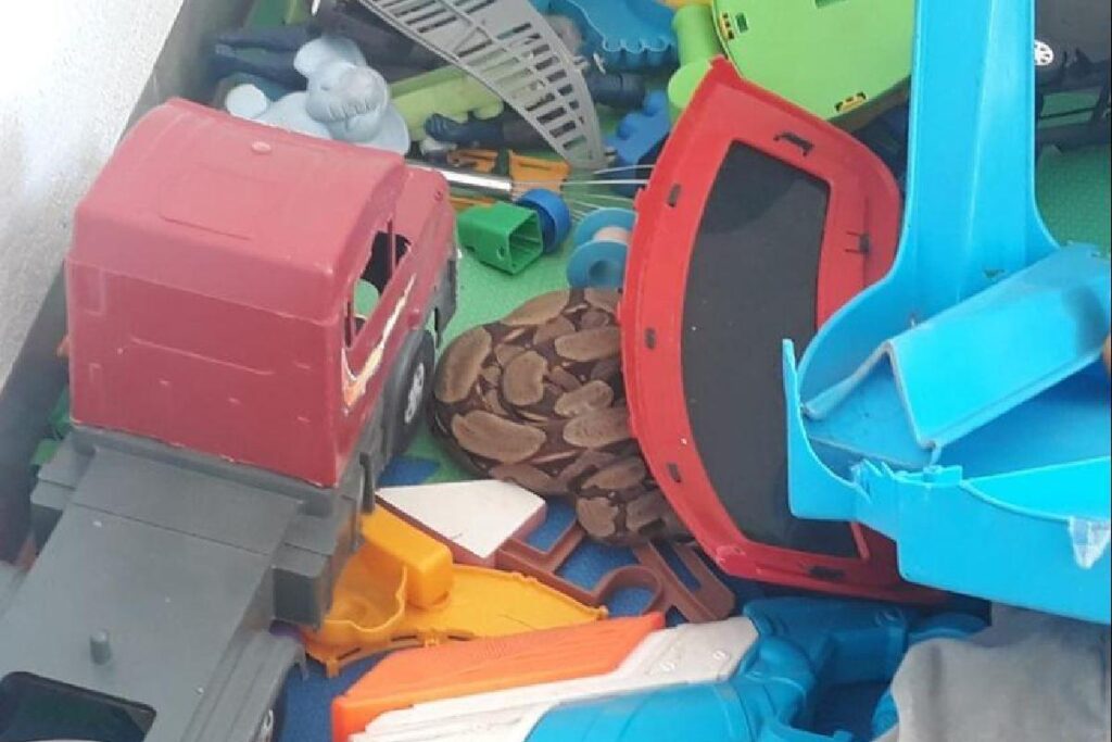 A cobra estava entre os brinquedos do menino