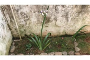 Segundo a polícia, até então não havia qualquer suspeita de que Luzia pudesse estar enterrada no quintal da própria casa