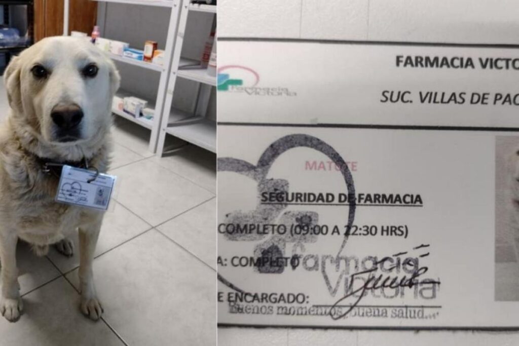 Matute ficou muito feliz por ser acolhido