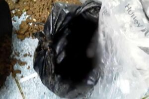 O caso aconteceu em Ubatuba