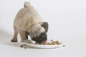 Essa fase é muito importante para o desenvolvimento dos filhotes!