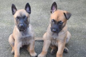 Nasceram 8 novos filhotes que vão integrar a Guarda Municipal do Rio