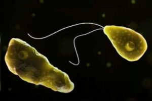 é conhecida como ameba “comedora de cérebro”